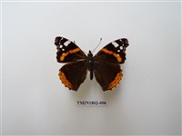 藏品(優紅蛺蝶)的圖片